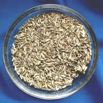 Fenchel (Foeniculum vulgare)