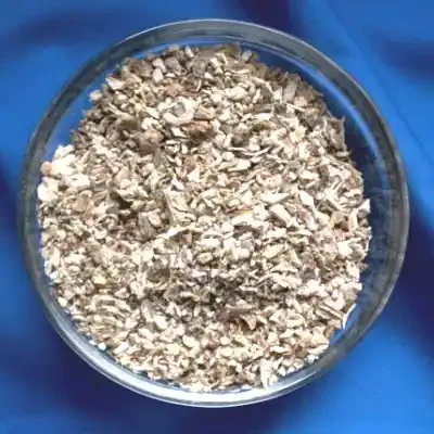 Liebstöckelwurzel (Levisticum officinalis)