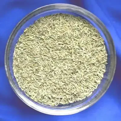 Rosmarin (Rosmarinus officinalis)
