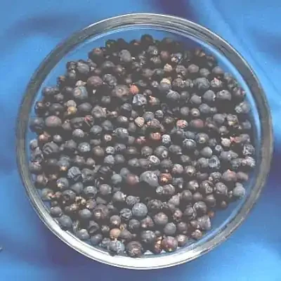 Wachholderbeeren (Juniperus communis)